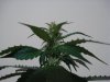 24 days of flowering 018.jpg