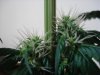 24 days of flowering 017.jpg