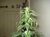 25 days of flowering 009.jpg