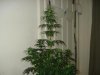 25 days of flowering 016.jpg