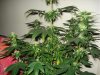 day 26 of flowering 001.jpg