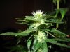 day 26 of flowering 003.jpg