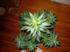 day 26 of flowering 007.jpg