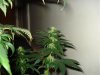 day 28 of flowering 007.jpg