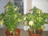 DSCF4272.jpg