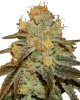 Bruce-Banner-Feminized-Cannabis-Seeds-2.jpg