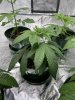 Grow pic 7.jpg