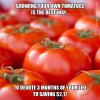 tomatoes.jpg