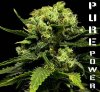 pure-power-cannabis-seeds.jpg