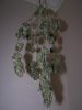 100_4594.jpg