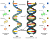 800px-Difference_DNA_RNA-EN.svg.png