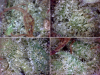 3 - SQdC - TGOD, Highly Dutch Organic - Amsterdam Sativa - Direct from bag... [640x480] .PNG