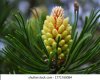 there-closeup-yellow-flower-pine-260nw-1771760084.jpg