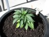 socal70-albums-1st-grow-picture68150-day24a.jpg