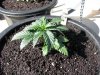 socal70-albums-1st-grow-picture68151-day24b.jpg