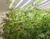 cannabis-growing-under-medicgrow.jpg