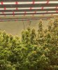 cannabis-growing-under-medicgrow-led-light.jpg