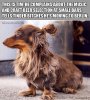 manbun-dogs1.jpg