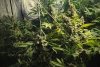 Best Ways To Support Large Cannabis Buds Indoors and Outdoors - RQS Blog