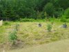 hemp-garden-6-30-21.jpg