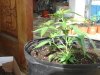 white widow & lavander clone, july 7,2009.jpg