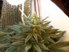 100_0391.jpg