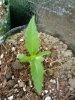 2009-07-12 17.33.37.jpg