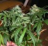 Southern Skunk Colas.JPG