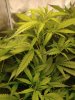 wtfPlant.jpg