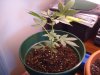 DSC01407.jpg