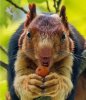 malabar-squirrel-mouth-open[1].jpg