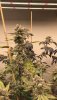 cannabis-flowering-under-medic-grow-led-grow-light.jpg