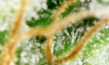 trich1.png