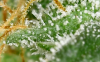 trich2.png