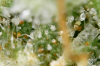 trich3.png