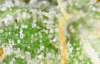 trich4.png