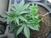 socal70-albums-1st-grow-picture68656-day26-0227.jpg