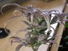 F-1 Flowering 042.jpg
