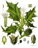 Datura_stramonium_-_Köhler–s_Medizinal-Pflanzen-051.jpg