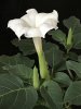 675px-Datura_innoxia_Mill._flower,_buds_and_foliage.jpg