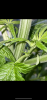 E437F1E4-3EED-40E9-BE23-755A6086F0E9.png