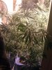 DAY 25 FLOWERING - 8.jpg