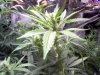 DAY 27 FLOWERING - 4.jpg