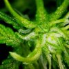 4580209_grow-journal-by-leastexpectedgrower_m.jpg