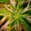 4600949_grow-journal-by-leastexpectedgrower_m.jpg