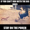 if-you-cant-run-with-the-big-dogs-stay-on-the-porch.jpg
