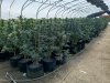 Cannabis growing in the greenhouse tent in Texas.jpg