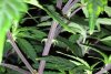 The-Stems-Of-My-Marijuana-Plants-Are-Purple.jpg