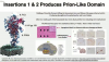 1.3 - Prion domains.png