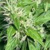 4685468_grow-journal-by-leastexpectedgrower.jpg